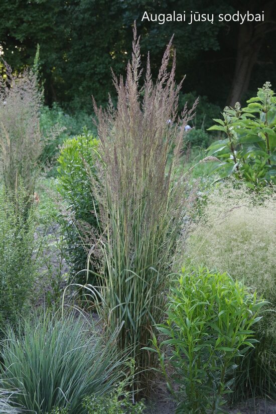 Smailiažiedis lendrūnas (Calamagrostis x acutiflora) 'Avalanche'